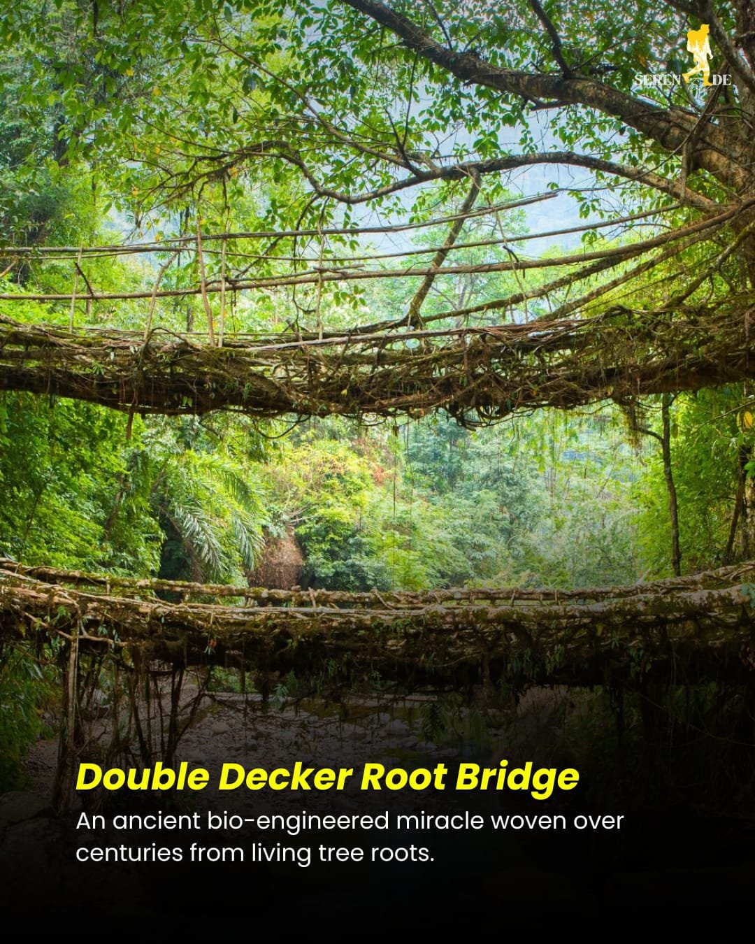 The Double Decker Living Root Bridge near Nongriat — Meghalaya's most iconic "grown" wonder