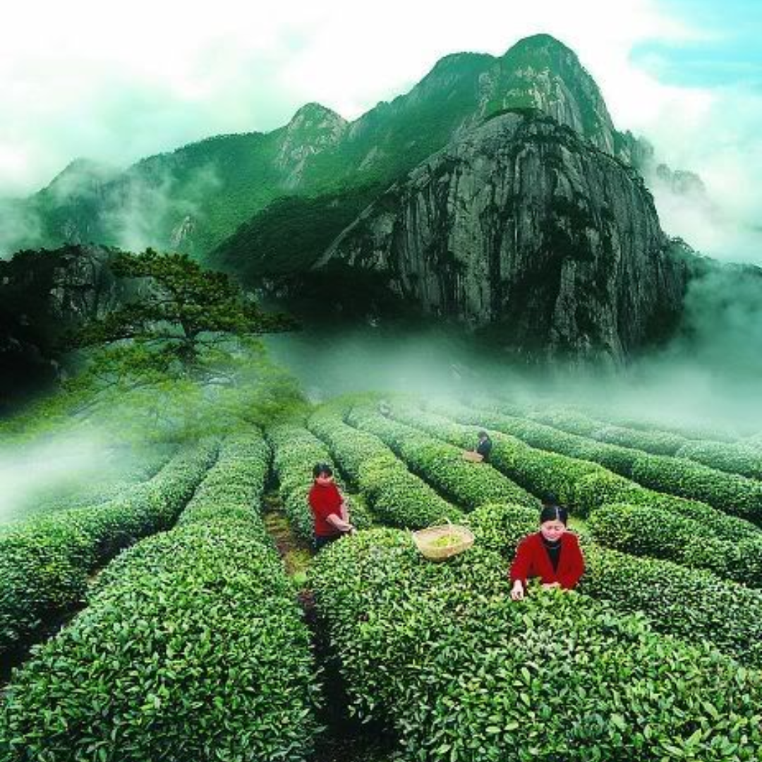 Tea gardens in Dharamshala Himachal Pradesh